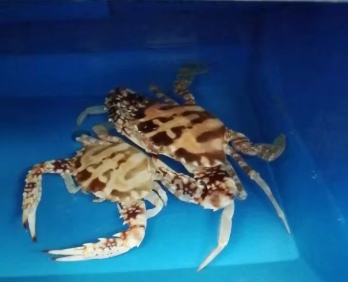 crab wax boxes