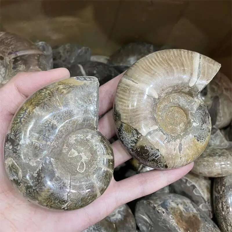 Natural Nautilus Fossil Conch Ammonite Fossils Pieces For Home Decoration -  Buy Petrified Wood,Ammonite Fossils,Fossil Conch Product on 