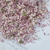 7 g/sacchetto Amaranthus Globe Rosa