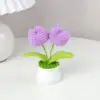 ต้นทิวลิปสองหัวสีม่วงในกระถาง