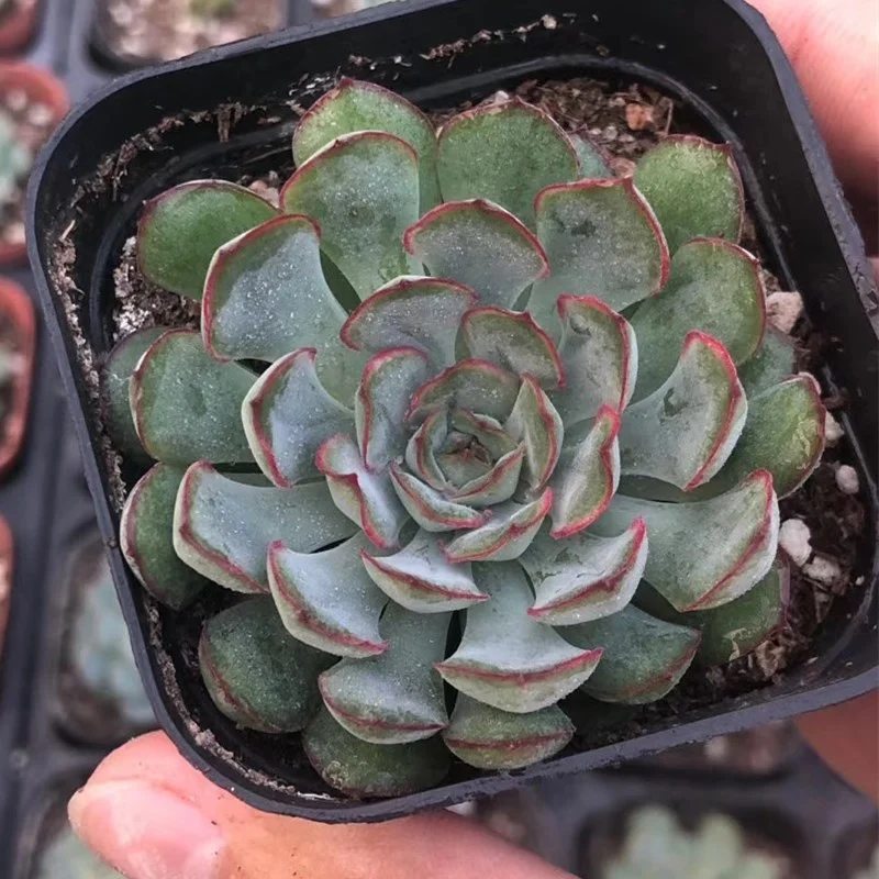 4 5cm活红色多肉植物 梦想 观赏植物花园装饰苗圃真正自然室内植物 Buy 活多汁 室内多汁 观赏植物product On Alibaba Com