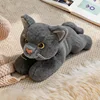 gato gris