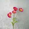 Rose garance