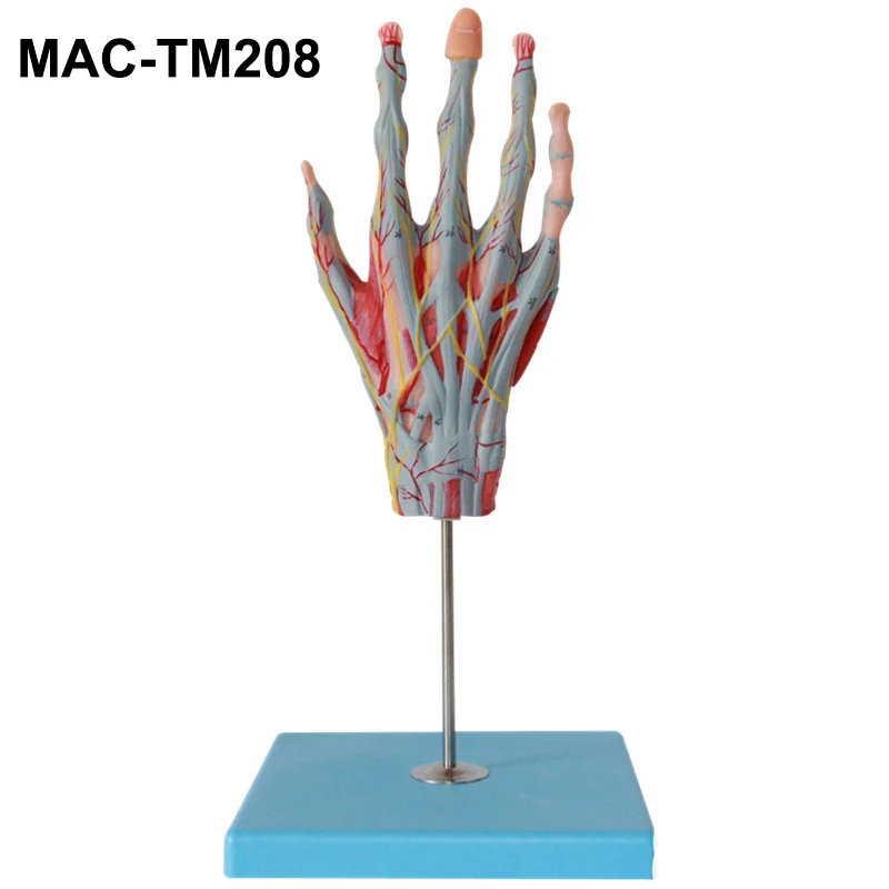 Human Palm Anatomy Model Hand Anatomy With Neurovascular Model 42 Parts Indicator Buy Human