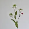 Gloriosa Lily - White