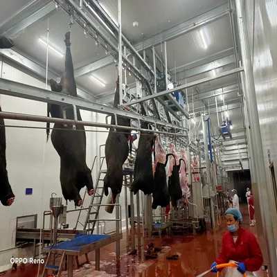 Production Line Cow Abattoir Slaughtering Processing Halal Slaughterhouse Equipment From China