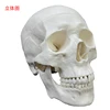 Asian white skull model