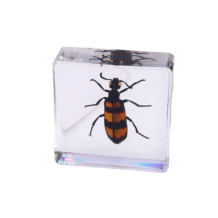 Insect in Resin Specimen Bugs Collection Paperweights Arachnid Resin Specimen Insect Specimen Bug Preserved in Resin for Kids