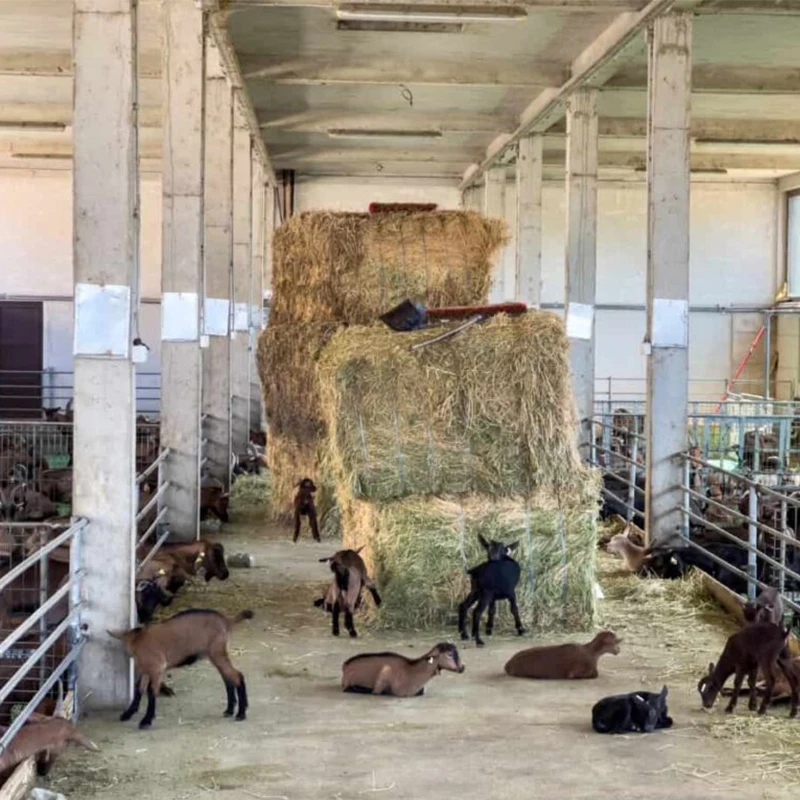 High Quality Prefabricated Steel Structure Goat Farm Sheds Design with Equipments