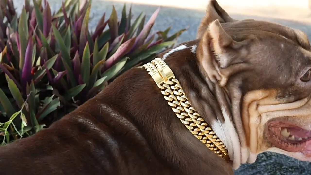 24mm Xl Double Engraved Snake Chain Dog Collar Large Dogs Boy Girl Pets