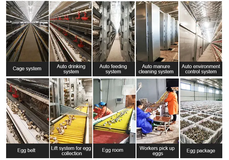 Quail Breeding Laying Equipment Commercial H Type Metal Quail Cages System Automatic Feeding For