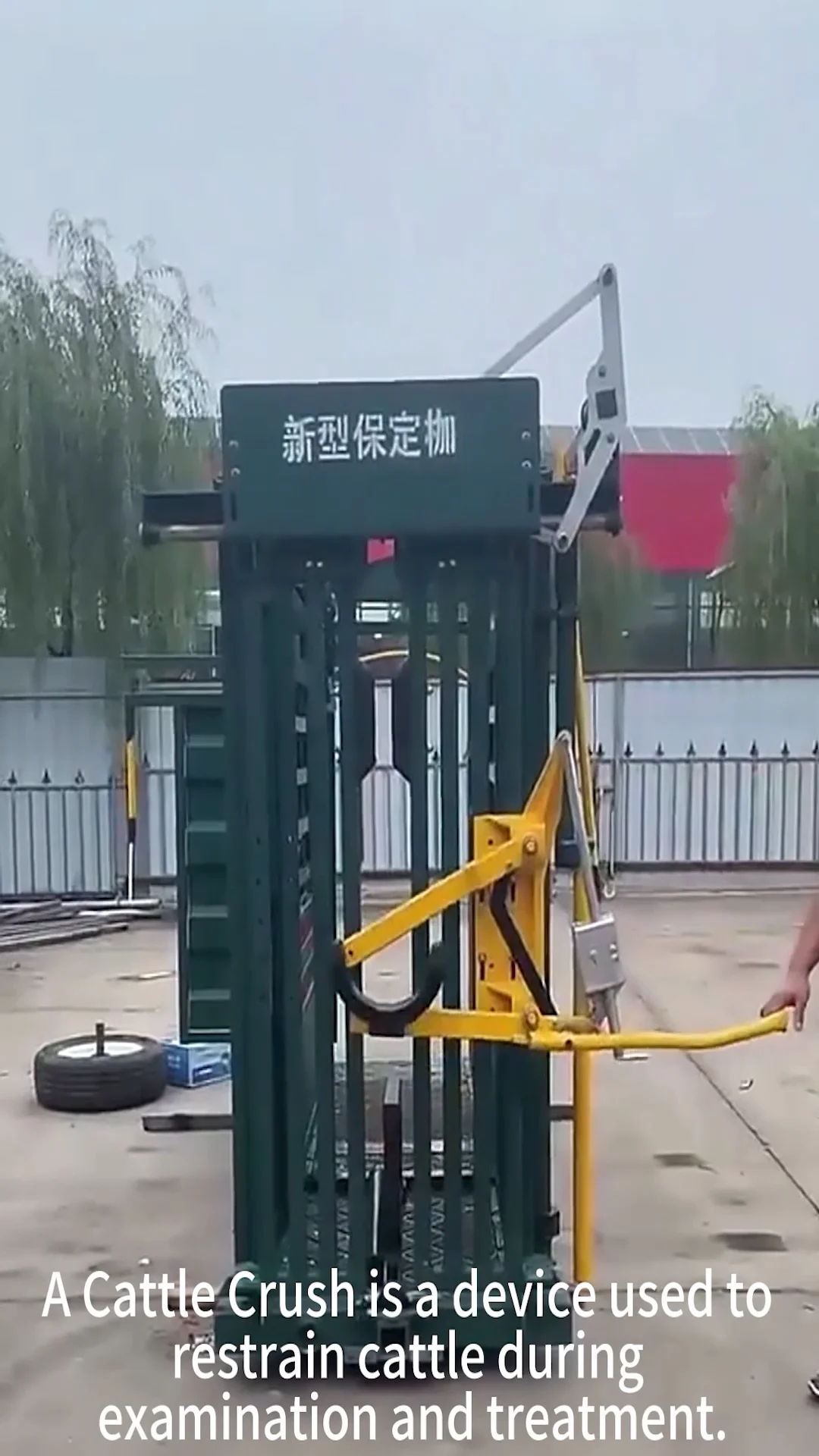 Full Set Cattle Crush Squeeze Chute Cattle Handlercattle Squeeze Crush