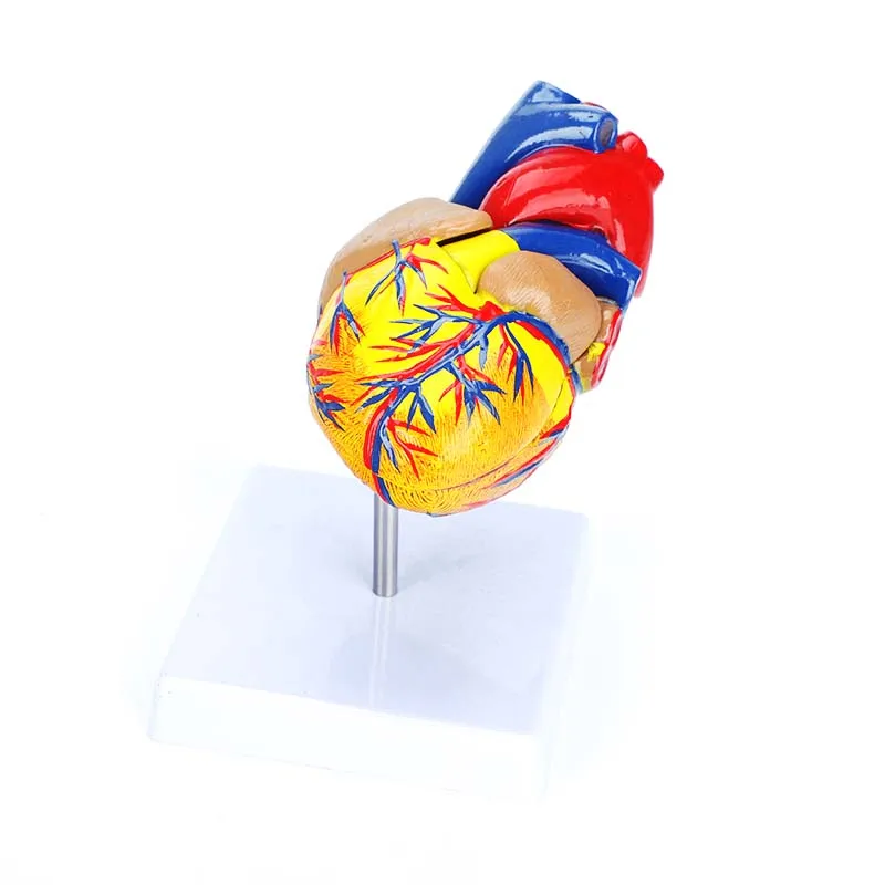 product medical cardiac anatomy human heart model for cardiology ultrasound surgery training-6