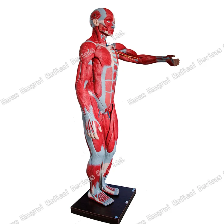 内臓を持つ男性のiso筋肉 筋肉解剖学モデル Buy の筋肉モデル 人間の筋肉モデル 筋肉の解剖学のモデル Product On Alibaba Com
