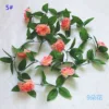 5 roses roses