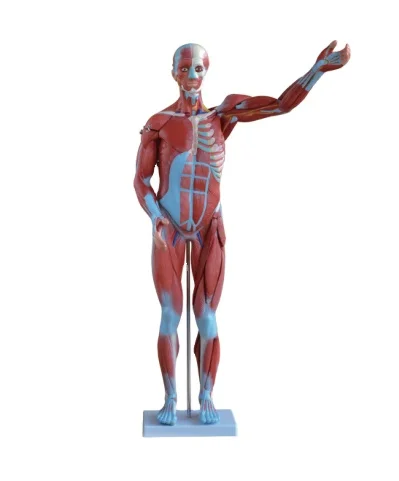 Человека Мужской Мышцы модель 80 см человека 27 деталей мышца