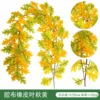 Rubber-leaved Autumn Yellow Vine
