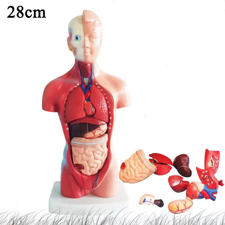 Bat Lab Human Body Model Detachable Human Organs Torso Anatomy Model Buy Human Detachable Model Human Organs Model Torso Anatomy Model Product On Alibaba Com