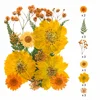 Orange Sunflower