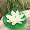 White Eva lotus flower [Leaves approximately 28cm]