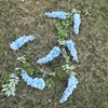 Glycines, bleues