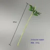 Grande tige de pivoine - grandes feuilles collantes