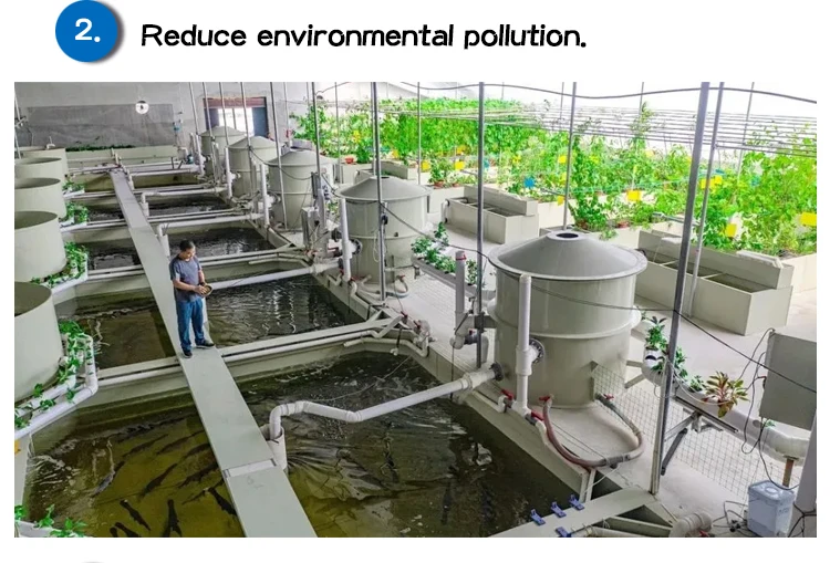 Aquaponics System Design for Commercial Fish and Plant Grow