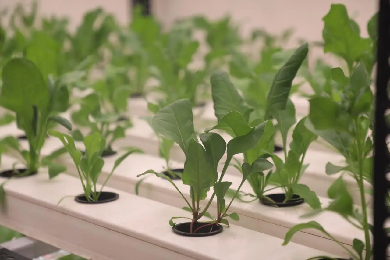 Plastic NFT Hydroponics Channel Set for Vertical Grow Racks