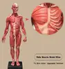 60 cm: muscolo maschile: colore carne PU: invia disegno anatomico