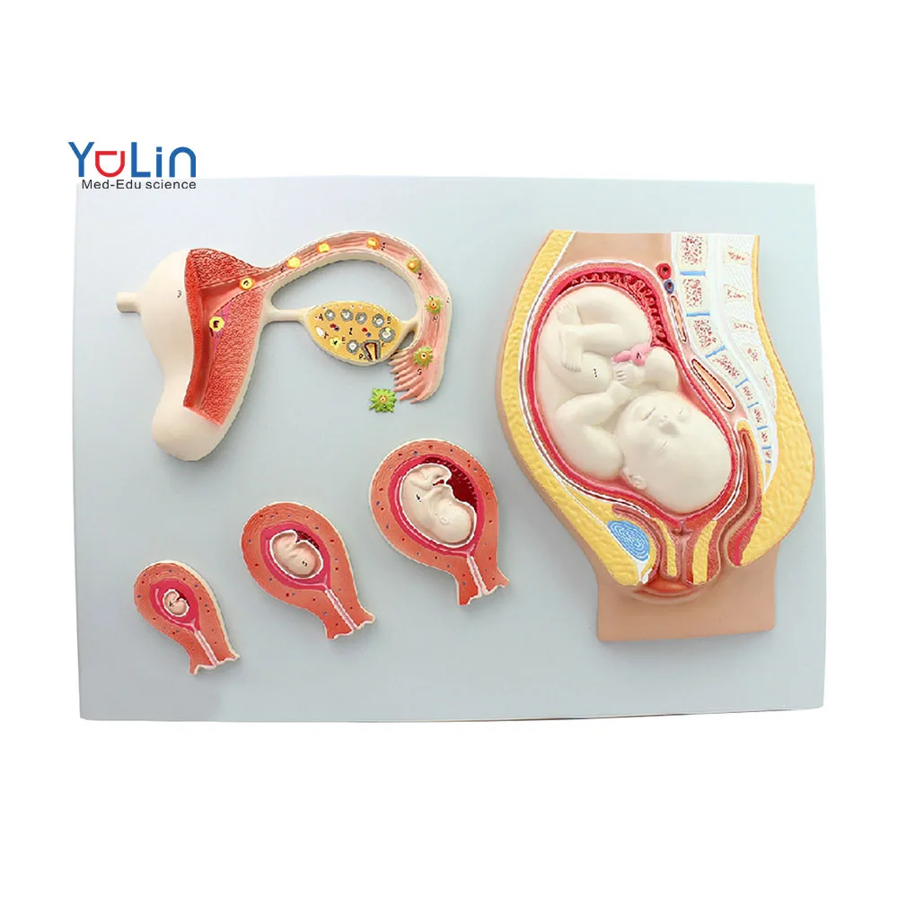 Human Pregnancy Embryo Fetal Development Model Fertilized Egg Uterine