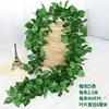 Pothos da 90 foglie con 5 foglie