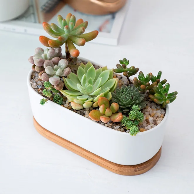 HOT Ceramic Small Oval Shaped White Succulent Pots with Bamboo Tray and  Drainage Hole Minimalist Garden Cactus Plant Holder