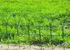 green Ral6005