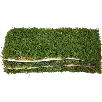 Hypnum Plumaeforme Moss piece no sticker wall panel 0.2 square meters real moss floor board preserved moss