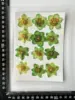 MH396 dyed green 12pcs/bag