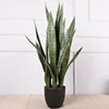 7 groups of green-edged snake plants - large 89cm