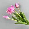 Pourpre