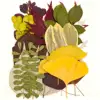 Green and Yellow, 35pcs/pack