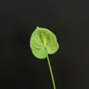 [5]Anthurium vert foncé