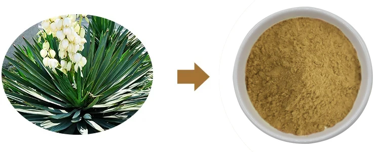Yucca Extract Powder supplier