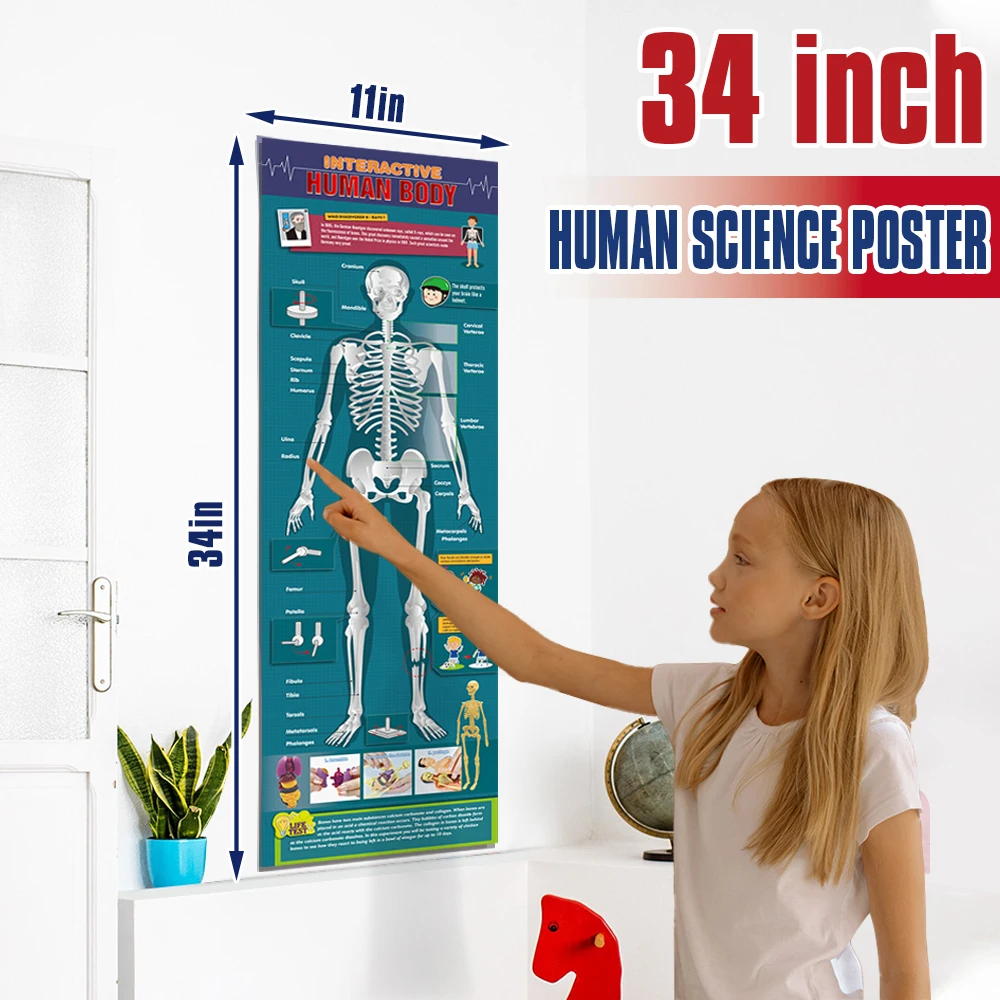 The Complete Human Body: the Definitive Visual Guide Human Body Model for Kids Resources Human Assembly Skeleton Body
