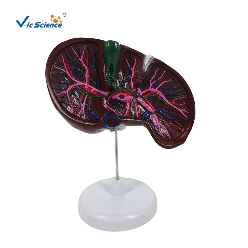 Model Of Animal Cell Liver Section With Gall Bladder Liver Model ...