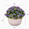 FY001-Viola stellato