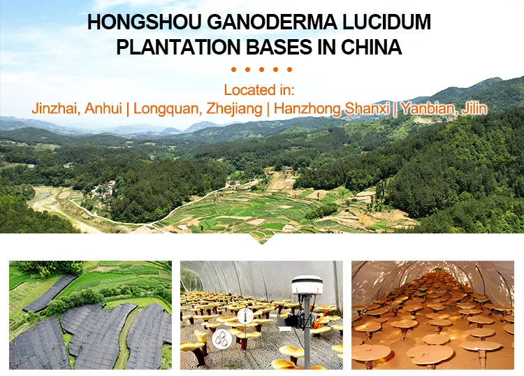 Organic Duanwood High Quality Ganoderma Lucidum Polysaccharides Extract Spore Powder CapsuleLucid G