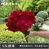 Red 5-headed hydrangea