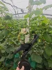 Outil de jardinage