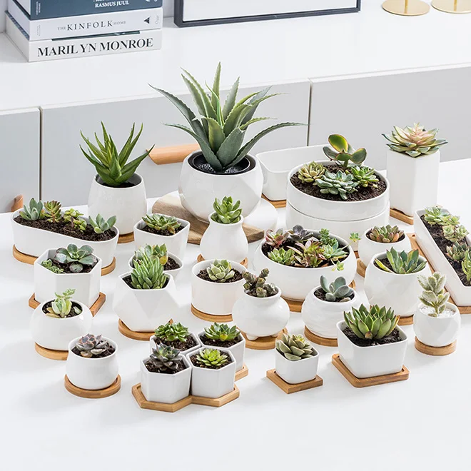 origami kaktus Sunday 21st Sept 1.30pm: Origami Cactus Plants with Ruth Keating