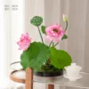 Le charme du lotus est infini
