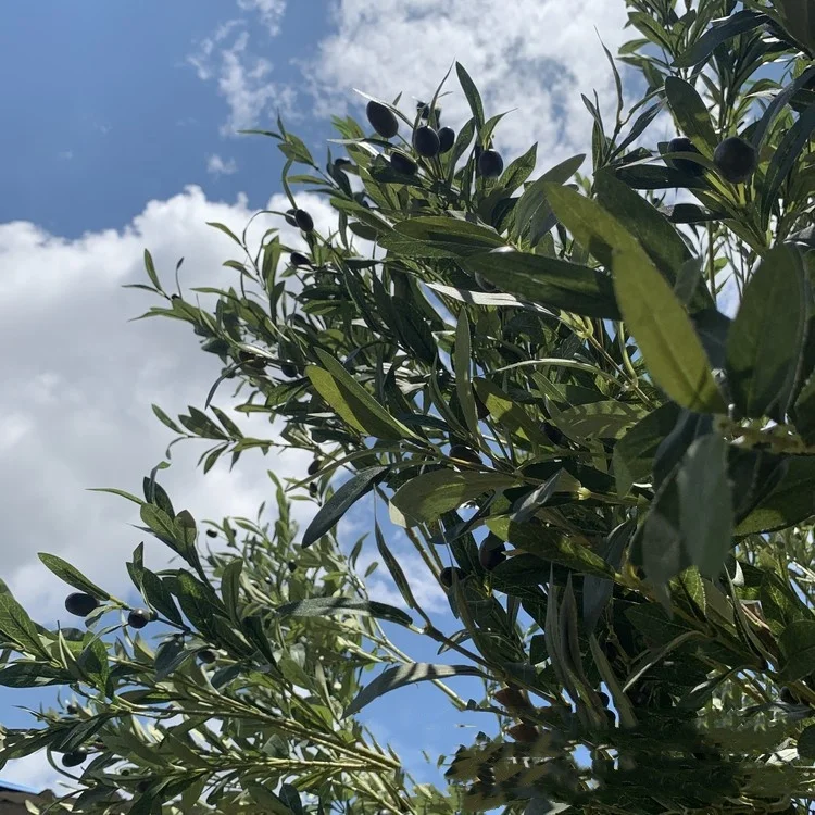 Искусственное оливковое дерево высотой 12 футов изготовленное из стекловолокна с пластиковой веткой для украшения отеля