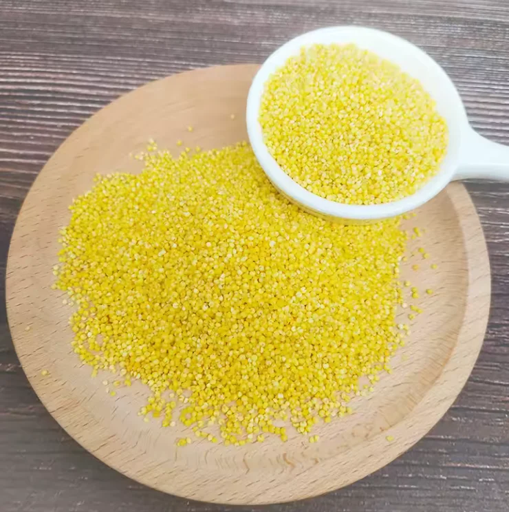 New Arrival new crop yellow millet yellow panicum millet yellow millet in husk factory